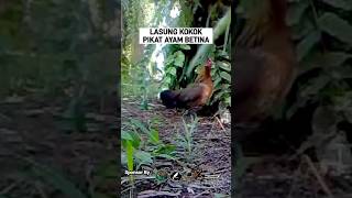 Pikat Ayam Betina ayamhutan [upl. by Eednar989]