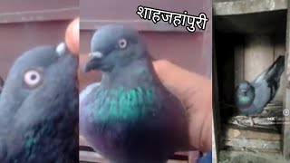 original shahjahanpuri kabutar 🕊️ 🥰 Ayaz pigeon tips [upl. by Nuahs522]