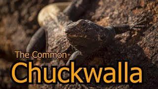 The Common Chuckwalla [upl. by Nauqahs]