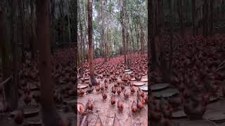 Do you dream of a chicken farm viral shortsvideo [upl. by Glimp]