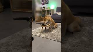 柴犬 shibainu フードアグレッシブ 本気噛み なぜか食事が終わると怒り出す。 [upl. by Einnhoj970]