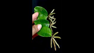 How to propagate Orchid from leaves simply at home [upl. by Ahserak]