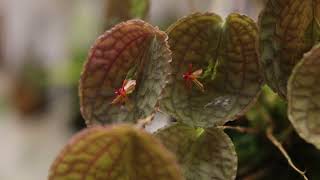 Lepanthes tentaculata Species Spotlight February 14 2023 [upl. by Htomit]