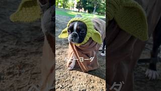 ベビーヨーダfeatボストンテリア🐶 bostonterrier ボストンテリア ボステリ ベビーヨーダ スターウォーズ shorts [upl. by Happy]