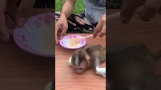 Mom mixed powder for Bibi the monkey to eat Mom is the person who loves Bibi the most [upl. by Damick747]