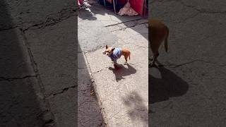 Stereotypical Mexican occurrence travel adventure tourism mexico chihuahua subscribe shorts [upl. by Aidahs]