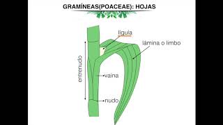 Morfología de gramineas Poaceae [upl. by Tirrell]