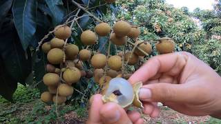 Longan farm on harvesting day [upl. by Soiritos195]