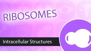 Intracellular Structures Ribosomes [upl. by Onej]