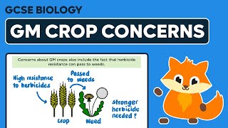 Concerns about GM Crops  GCSE Biology [upl. by Gnouh]