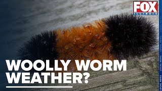 Can a woolly bear caterpillar predict what winter will be like this year [upl. by Doria207]