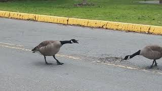 Geese Honking to Each Other [upl. by Aiksas530]