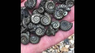 Beautiful Fossil Ammonites [upl. by Nitram]