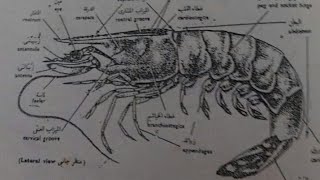 شرح سكشن الجمبري د نرمين خالد الجزء الأول Prawn anatomy Shrimp dissection [upl. by Aizahs]