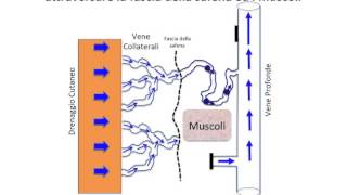 Dove va il sangue quando la safena non cè più by veneinforma [upl. by Nnaeirrac]