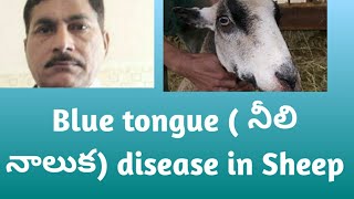 Blue tongue disease in sheepits causessymptomspreventionvaccination etc [upl. by Evelc]