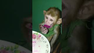 Princess Salony eating dragon fruit 🤤🤤 subscribemychannel monkey monkeylover funny [upl. by Mccollum]