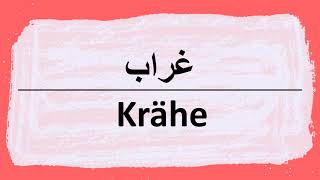 Wie sagt man krähe auf Arabisch  كيف أنطق كلمة غراب باللغة العربية [upl. by Manvel]