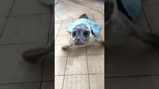 Galumphing into the weekend 🦭🎉🤍sealconservation shorts shorts shortsvideo shortssh [upl. by Zorina108]