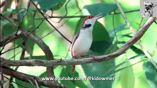 BIRD SONG Compilation RUFOUSTAILED TAILORBIRDs repertoire of calls [upl. by Onit]