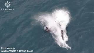 Full Video  Sea Lion Tries to Escape Orca Pod Attack [upl. by Harman]