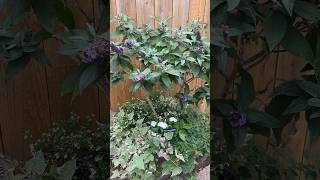 Check out this😍Pugster Blue Buddleia trained into a tiny tree in a container garden container [upl. by Curtis]