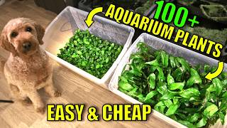 How to Grow Aquarium Plants Emersed Simple Tub Setup Complete Guide [upl. by Yellas710]