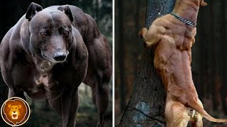 Les 12 Chiens les plus Musclés du Monde [upl. by Kezer379]