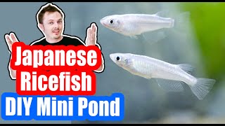 DIY Mini Pond Japanese Rice Fish DIY Breeding Medaka [upl. by Aidroc]