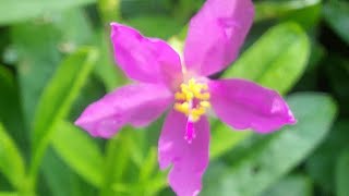 Talinum paniculatum Dalda Saag Eatable Plant [upl. by Yedarb]