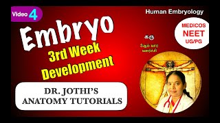 EMBRYO third week Development HUMAN EMBRYOLOGY கருமூன்றாம் வார வளர்ச்சி ENGLISHTAMIL CLASS4 [upl. by Remled]