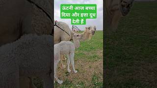 ऊंटनी आज बच्चा दिया और इत्ता दूध देती हैं  camel beby milk shortsfeed cow [upl. by Romano]