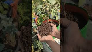 💯quotGrow🔥🤯 Coriander😱 at Home Like a Pro 🌱 Easy Tips for Lush Growthorganicgardening shortsfeed [upl. by Tongue]