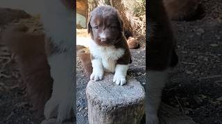 Bulgarian shepherd dog 🇧🇬💯🇧🇬 [upl. by Orodisi314]