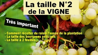 Taille N°2 de la vigne  bourgeons anticipés taille à 2 feuilles une récolte dès la 1ère année [upl. by Reteid]