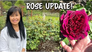 David Austin Roses and Weeks Roses Update [upl. by Ehtyaf]