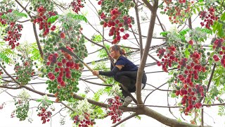 Harvesting Chinaberry Tree  A Fruit Known As The Fruit Of Immortality Goess to market sell [upl. by Leal399]