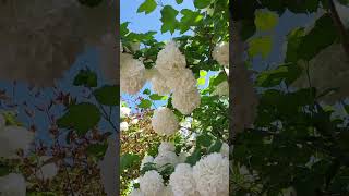 Viburnum macrocephalum common name Chinese snowball Barnet London June 2024 [upl. by Cummine]