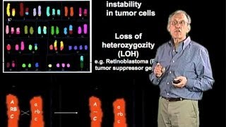 Chromosomal alterations in cancer cells  Jim Haber Brandeis [upl. by Hillman]