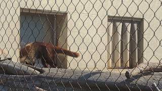 Brookfield Zoo Chicago WhiteNosed Coatimundi [upl. by Gibbons925]