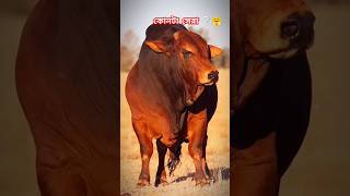 বিশ্ব কাঁপানো গরু 🤗🔥🐂cow animals shorts viralvideo foryou 2024 [upl. by Oicanata216]