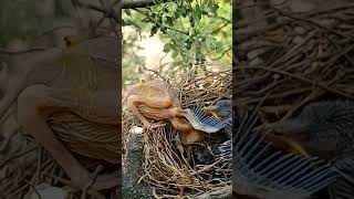 Nature’s Sad Goodbye Wild Babbler Bird Baby Lost shorts ytshorts [upl. by Sackey]