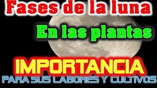 FASES de la LUNA en las PLANTAS y su IMPORTANCIA en AgriculturaEl ratillo de Juan Valentín [upl. by Jasik]