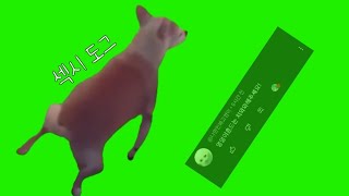 트월킹 치와와 밈 크로마키 공유  twerking chihuahua meme green screen [upl. by Jasik]