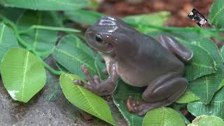 La Grenouille Litoria Caerulea est appelée aussi Raînette de White  Villaverde  Pizançon  France [upl. by Courtund]