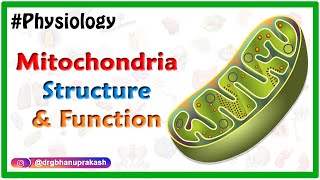 Mitochondria Structure and Function Animation  USMLE Step 1 Physiology [upl. by Malachy]