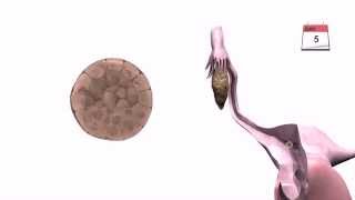 General Embryology  Detailed Animation On Implantation [upl. by Thais607]