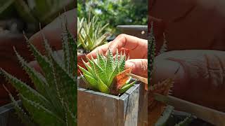 How do i care my Haworthia Aristata Garden routine Plantcare [upl. by Hyo]