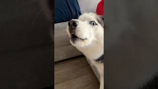 Auntie meets Baby Husky has something to say [upl. by Atews]