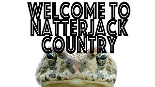 Meet the famous but elusive NatterJack toad [upl. by Lybis]